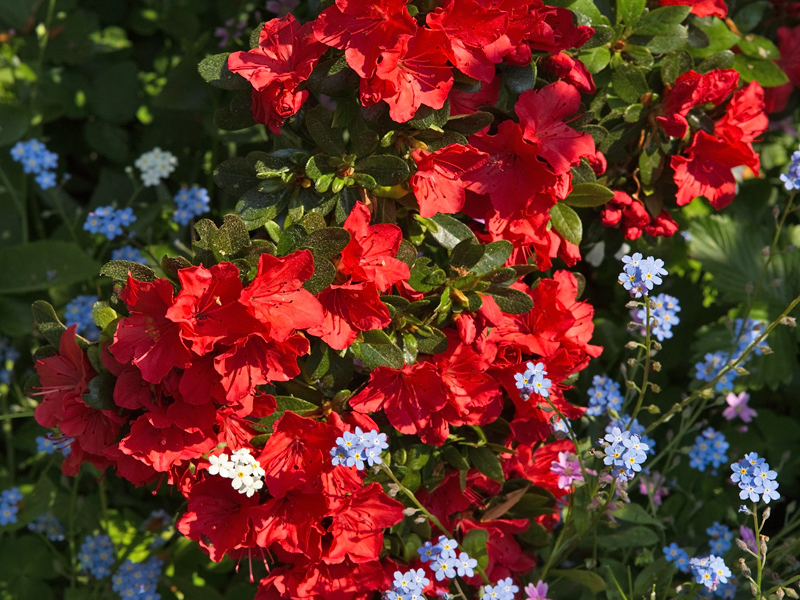 Rhododendron tsutsusi Azalea Azaleas